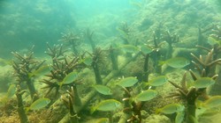 Dự án phục hồi rạn san hô tại vịnh biển Nha Trang.