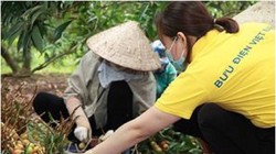 ảnh minh họa. Nguồn Vietnam Post