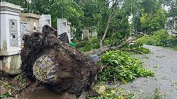 Siêu bão hạ gục hàng loạt cây xanh, lộ cách trồng cây gây nhiều tranh cãi