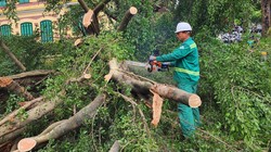 Cần câu trả lời thỏa đáng về việc cây xanh bật gốc còn nguyên bầu bọc rễ bằng bao tải