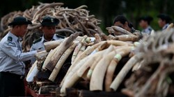 Lực lượng chức năng thiêu hủy ngà voi thu giữ trong chiến dịch truy quét tội phạm buôn lậu ngà voi ở Nay Pyi Taw, Myanmar ngày 4/10/2018. (Ảnh: THX/TTXVN)