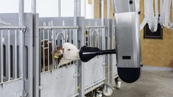 Việc cho ăn với bê con được thực hiện tự động