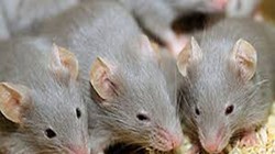 Mùi của nam giới khiến chuột căng thẳng hơn nữ giới (Ảnh: AFT)
