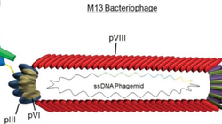 Thực khuẩn M13 mang đến hiệu quả không ngờ trong quy trình chế tạo bộ nhớ chuyển pha. Ảnh: Open-i.