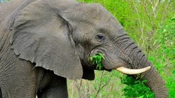 Intel đưa giải pháp dùng AI để bảo vệ động vật hoang dã.