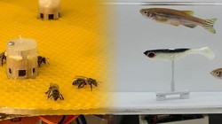 Thiết bị đầu cuối đặt giữa đàn ong và robot đặt giữa đàn cá làm nhiệm vụ phiên dịch giữa 2 loài.