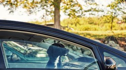 Vật nuôi không nên cho lên xe khi trời nắng nóng