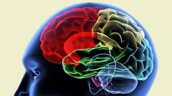 Các nhà khoa học đang tìm hiểu cơ chế một từ vựng đi từ suy nghĩ đến khi phát ra thành âm thanh 