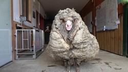 Chú cừu có bộ lông dày