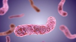 Vi khuẩn tụ cầu