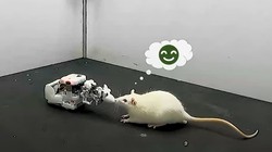 Chuột robot sử dụng AI để kết bạn với chuột sống.