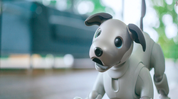 Chú chó robot Aibo của Sony tạo ra sự thu hút lớn tại CES 2018 (Ảnh Reuters)