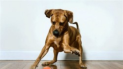 Không xa nữa, công nghệ sẽ giúp những chú chó giao tiếp được với con người (Ảnh NBC)