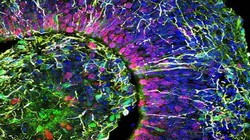 Hình ảnh lát cắt cơ quan tế bào não người (ảnh Đại học California San Diego)