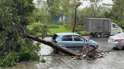 Ô tô bị thiệt hại do bão Yagi gây ra. Ảnh: X.L