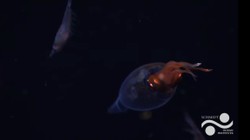 Tin nóng KHCN 17/4: Lần đầu quay được mực khổng lồ sống trong tự nhiên ở độ sâu 600 mét