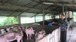 Doanh nghiệp Pháp sẽ giúp đỡ ngành chăn nuôi Việt Nam - (Ảnh minh họa).