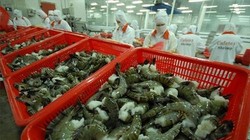 Thị trường Australia có yêu cầu rất cao về tôm tươi - (Ảnh minh họa).