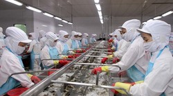 Xuất khẩu tôm cả năm ước đạt hơn 3 tỷ USD - (Ảnh minh họa)