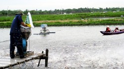 Tin vào thương lái Trung Quốc, nhiều người nuôi cá tra đang "ngồi trên đống lửa" - (Ảnh minh họa)