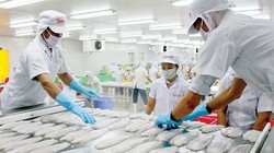 Cục Quản lý Chất lượng Nông lâm sản và Thủy sản yêu cầu các doanh nghiệp chế biến thủy sản xuất khẩu sang Nhật Bản phải cập nhật và chủ động kiểm soát chặt chẽ các chỉ tiêu nêu trên trong chương trình quản lý chất lượng- (Ảnh minh họa).