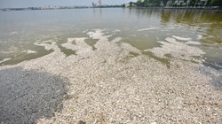 Cá chết trắng ven Hồ Tây sáng 2/10.