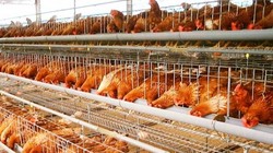 Ngoài việc thiếu vốn, ngành chăn nuôi trên địa bàn thành phố Hà Nội còn thiếu kỹ năng phân tích thị trường- (Ảnh minh họa).