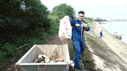 Công nhân Công ty môi trường đô thị đang thu gom cá chết đi tiêu hủy.