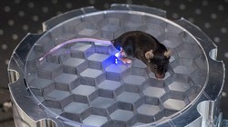 Một con chuột được áp dụng kỹ thuật khống chế mới- (ẢNH: IEEE SPECTRUM).