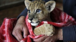 "Cô giáo" sư tử Masha.