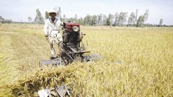 Có lẽ, đã đến lúc nên nhìn nhận người địa chủ như một thành phần sản xuất trong xã hội, tương tự như giới doanh nhân, chủ đầu tư, nhà tư bản, chủ tịch tập đoàn... Ảnh: Lê Hoàng Vũ