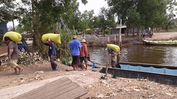 Vận chuyển lúa ở huyện Trần Văn Thời, Cà Mau. Ảnh: TRẦN VŨ