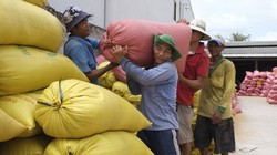 Thu mua lúa vụ đông xuân ở Sóc Trăng - Ảnh: Hoài Linh