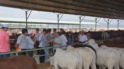 Tỉnh Kon Tum vừa ra văn bản về việc chấm dứt dự án trồng cỏ, nuôi bò thịt công nghệ cao của Công ty HAG.