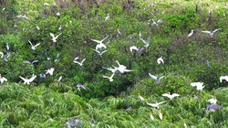  Tăng diện tích Vườn quốc gia U Minh Hạ 