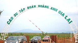 HAG và HNG chậm công bố theo quy định còn vì có nhiều công ty ở nước ngoài. (Ảnh: Internet)