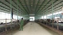 Đó là dự án nuôi bò giống, bò thịt tại Hà Tĩnh là một trong những dự án nông nghiệp có quy mô lớn nhất miền Bắc. (Ảnh: Internet)