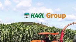 HAGL Agrico và HAGL đang tích cực tái cấu trúc nợ. (Ảnh: Internet)