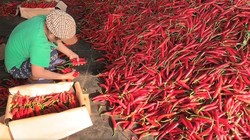 THILOGI hỗ trợ xuất khẩu ớt cho nông dân miền Trung