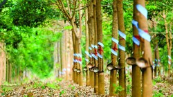 HAGL Agrico bán An Đông Mia cho Thaco (Nguồn: Internet)