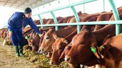 HNG bán 3 công ty con cho Thaco