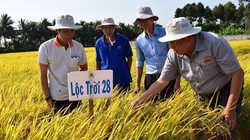 LTG lên kế hoạch lãi ròng 400 tỉ đồng năm 2021