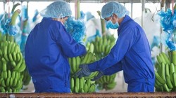 Năm 2021, HNG dự kiến trồng mới 1.000 ha chuối tại Attapeu, Lào và 30ha chuối tại Quang Minh, Lào (Ảnh: HNG)