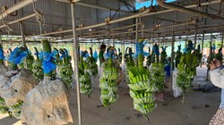 Bầu Đức đưa Hoàng Anh Gia Lai 'trở lại': Tôi thứ 2 thì không ai đứng thứ nhất