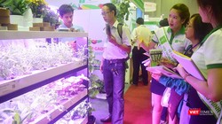 Liệu vườn rau thông minh có phải là giải pháp giảm thiểu nhiễm độc từ thực phẩm? 