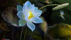 Tác phẩm của nghệ sĩ Dương Quốc Định mới đây bị sao chép tràn lan 