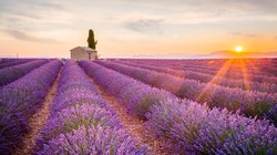 Cánh đồng hoa oải hương đẹp lộng lẫy ở Provence, Pháp