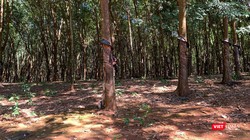 Rừng cao su Việt Nam (Ảnh: Thanh Hằng)