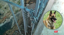 Con chó thuộc giống Malinois thường bị xích ở chuồng sắt sau nhà.