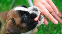 Chó nhà tấn công khiến trẻ phải đi cấp cứu (Ảnh minh họa)